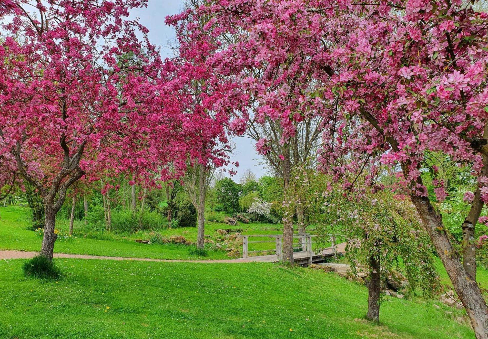 Apartmán Kleinod Am Kurpark Bad Zwesten Exteriér fotografie